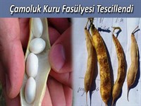 Çamoluk Kuru Fasulyesi